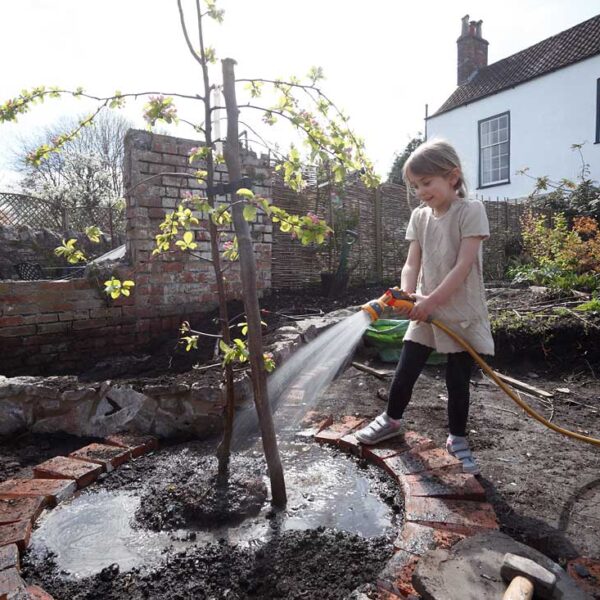 Lucy watering in a crab apple tree (Malus × robusta 'Red Sentinel')