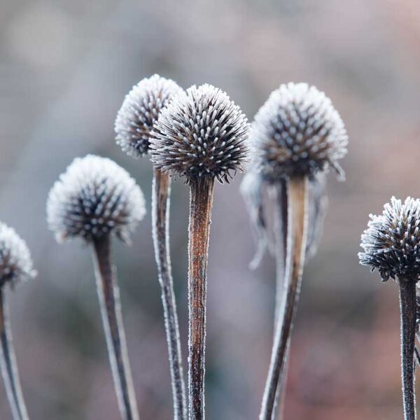 Echinacea purpurea seedheads.