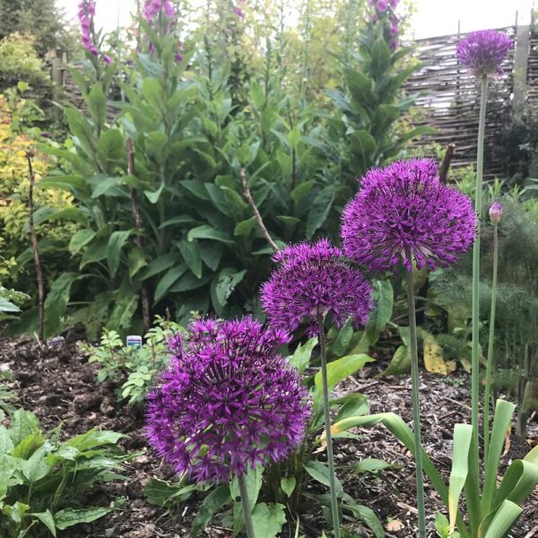 Allium 'Purple Sensation' flowering in spring.