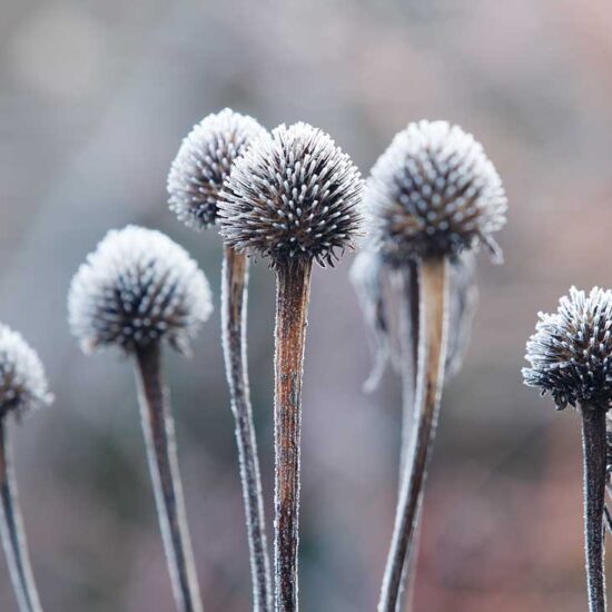 Frost on the seed heads of Echinacea purpurea