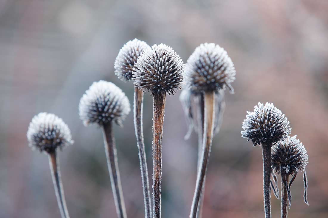 Frost on the seed heads of Echinacea purpurea