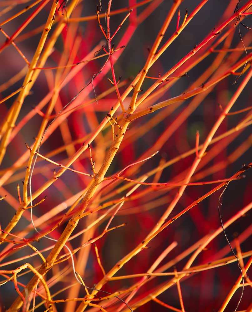 Cornus sanguinea 'Midwinter Fire' and Cornus alba 'Westonbirt'