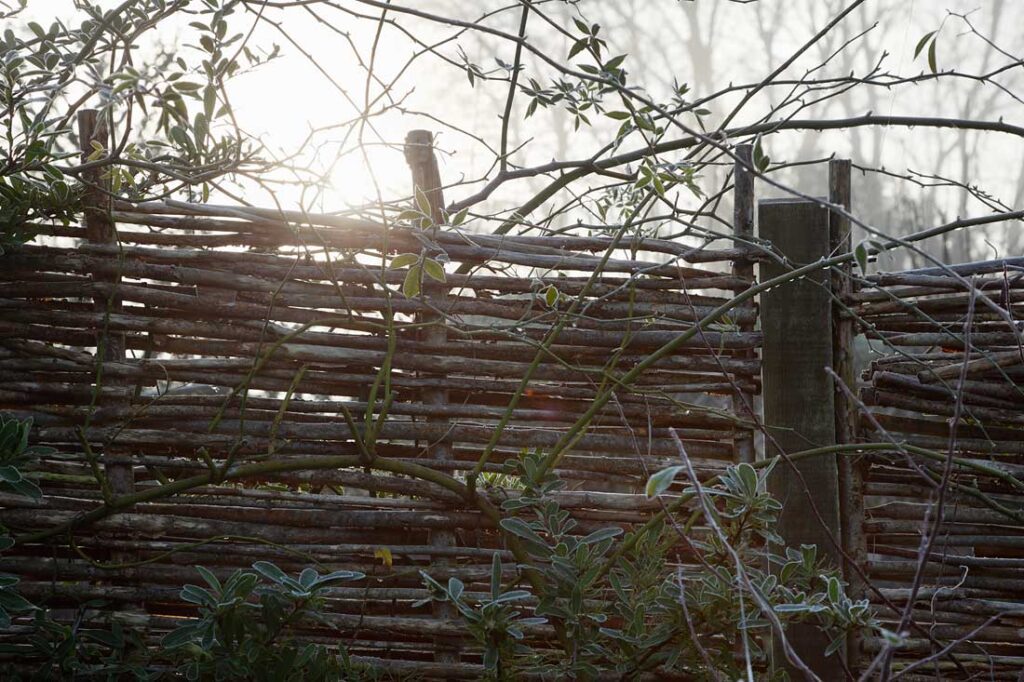 Rose stems tangling through woven hazel hurdling