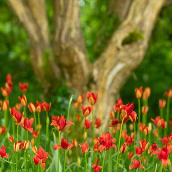 Tulipa sprengeri