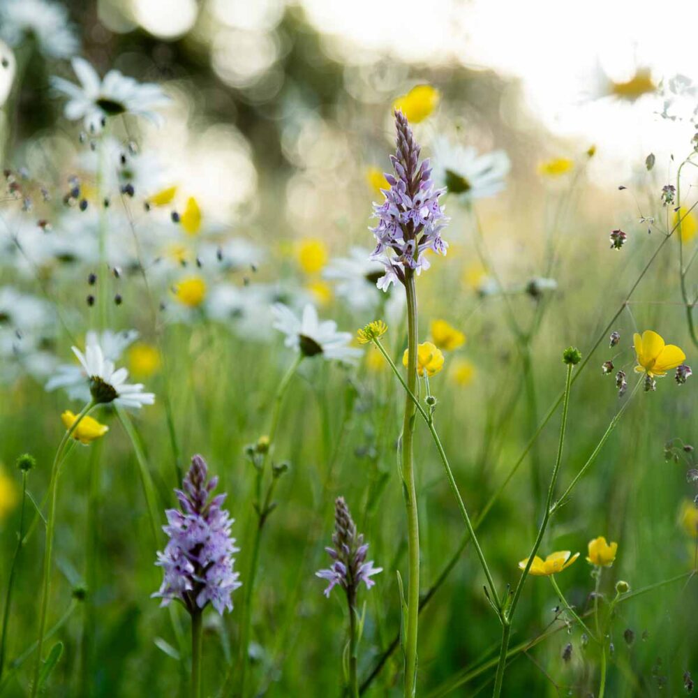 Orchids in wildflower meadow