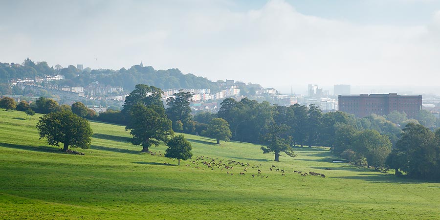 Red deer on the lower slopes of the deer park with Bristol beyond.