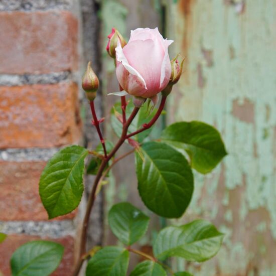 Rosa 'Generous Gardener' growing up against the wood shed