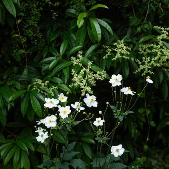 Special Plants